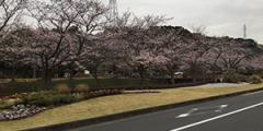 2021年度鎌倉霊園桜並木道路擬木柵他修繕工事